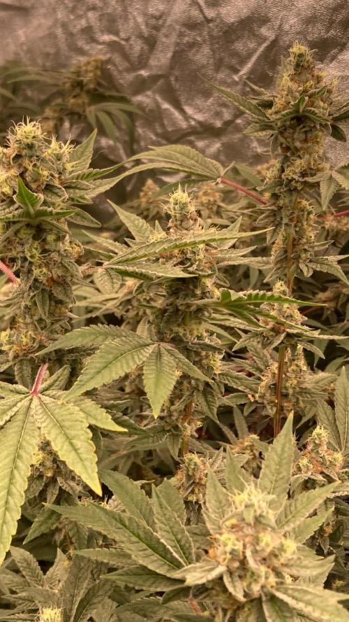 Jelly Breath S1 (In House Genetics). Week 22