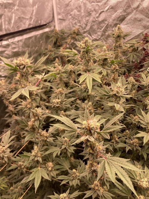 Jelly Breath S1 (In House Genetics). Week 22