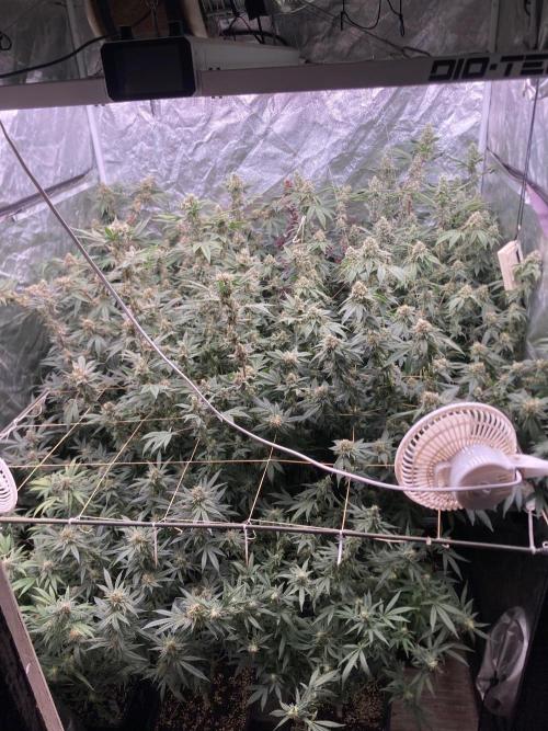 Jelly Breath S1 (In House Genetics). Week 22
