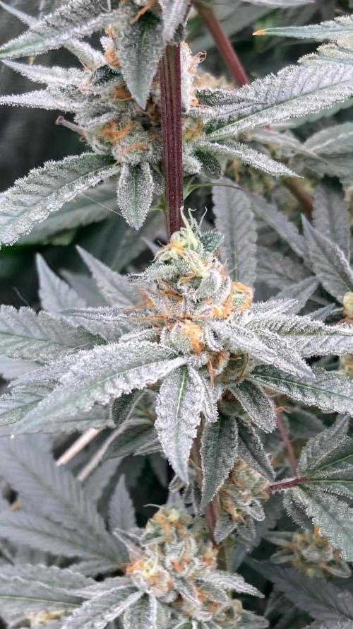 Atomic Jelly#2 (In House Genetics). Week 8
