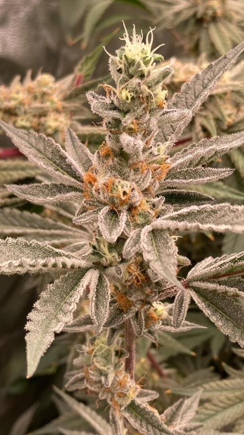 Atomic Jelly#2 (In House Genetics). Week 8