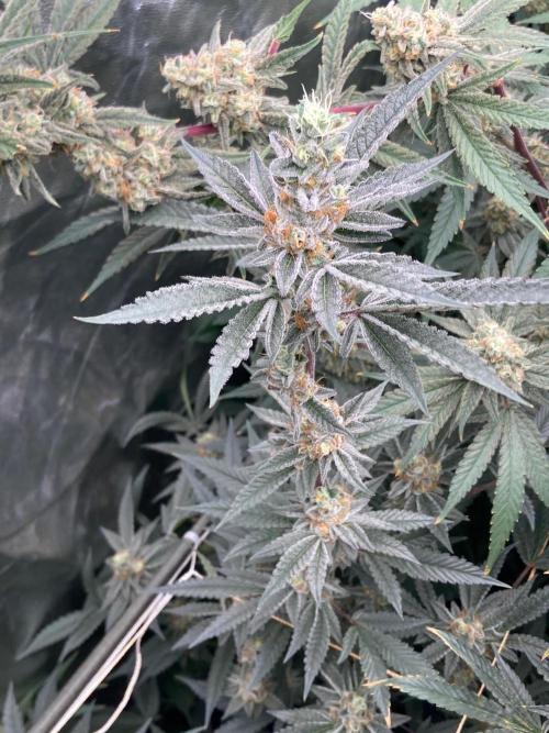 Atomic Jelly#2 (In House Genetics). Week 8