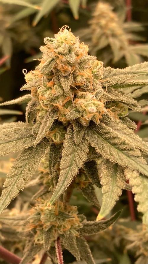 GasQuake (In House Genetics). Week 22