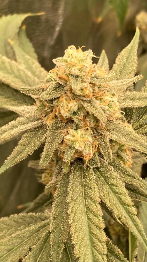 GasQuake (In House Genetics). Week 22