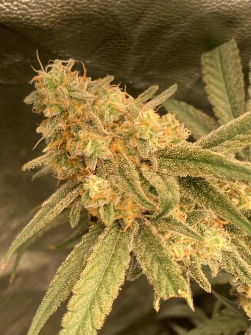 GasQuake (In House Genetics). Week 22