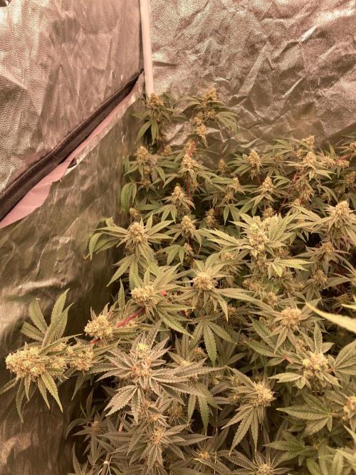 GasQuake (In House Genetics). Week 22