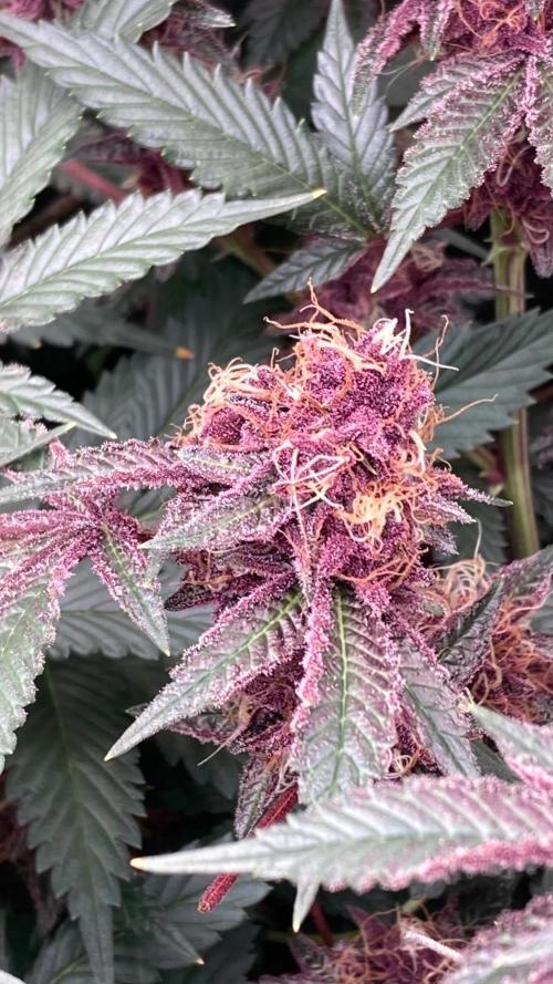Pora’s Purple CN#6 (Relentless Genetics). Week 8