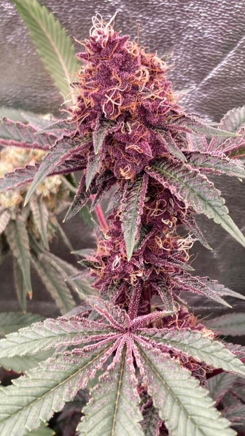 Pora’s Purple CN#6 (Relentless Genetics). Week 8