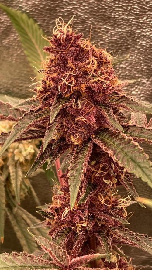Pora’s Purple CN#6 (Relentless Genetics). Week 8
