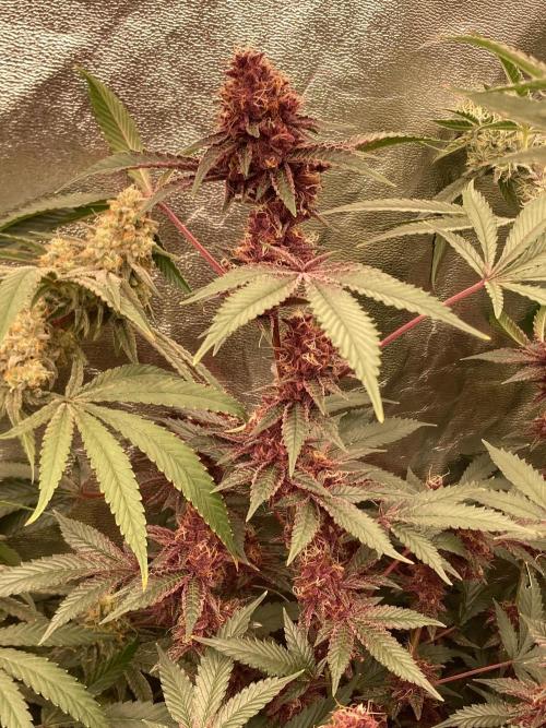 Pora’s Purple CN#6 (Relentless Genetics). Week 8