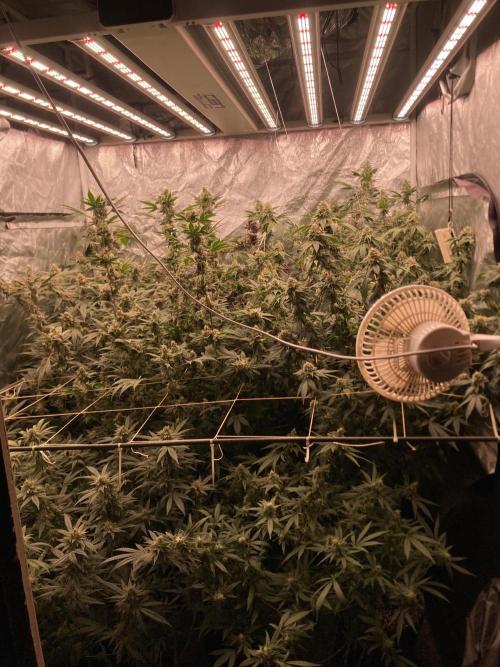 Pora’s Purple CN#6 (Relentless Genetics). Week 8