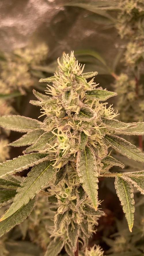 Pineapple Mojito S1. Week 18