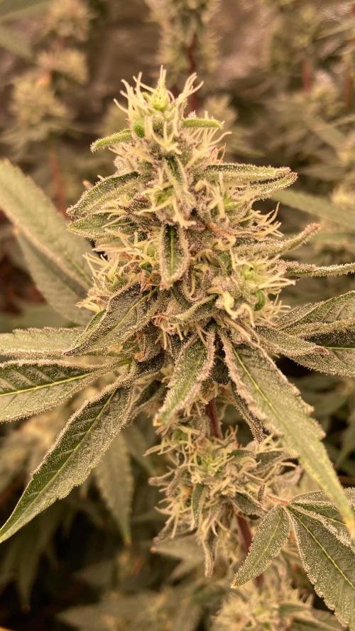 Pineapple Mojito S1. Week 18