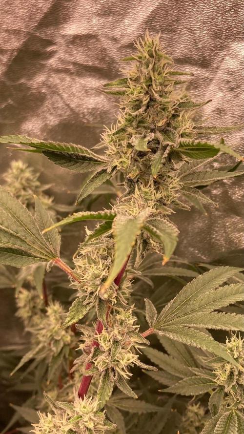 Pineapple Mojito S1. Week 18