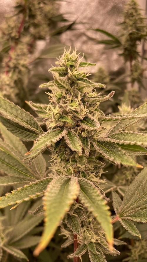 Pineapple Mojito S1. Week 18