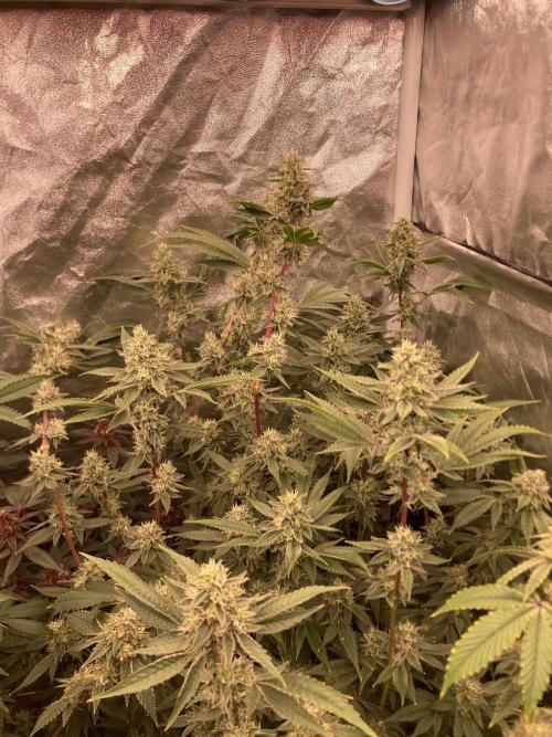 Pineapple Mojito S1. Week 18