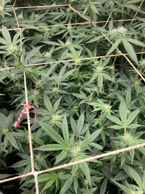 Rainbow Marker #6 (LIT Farms). Week 4