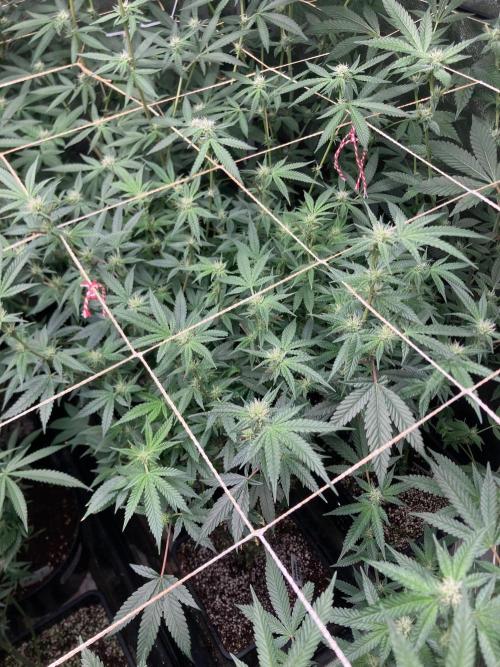 Rainbow Marker #6 (LIT Farms). Week 4