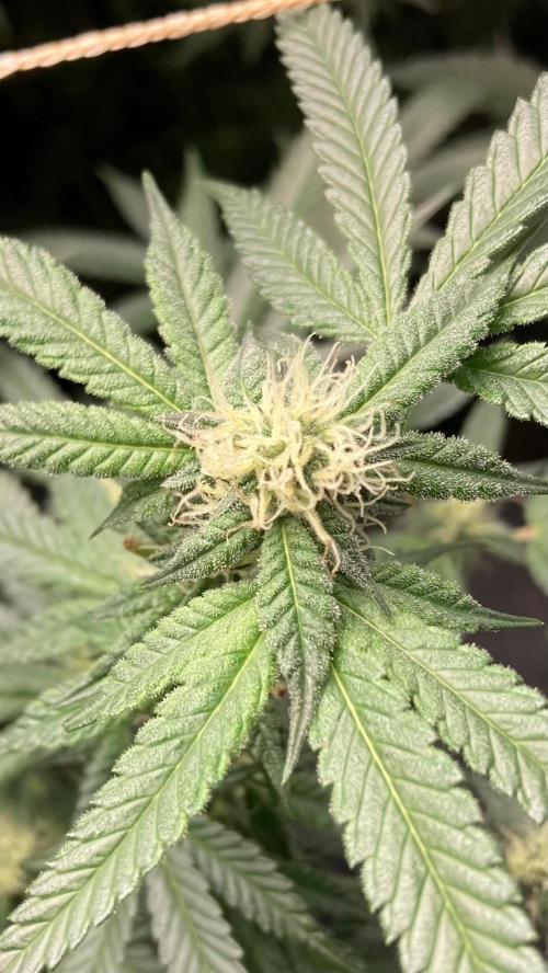 Do-lato V2 (In House Genetics). Week 22