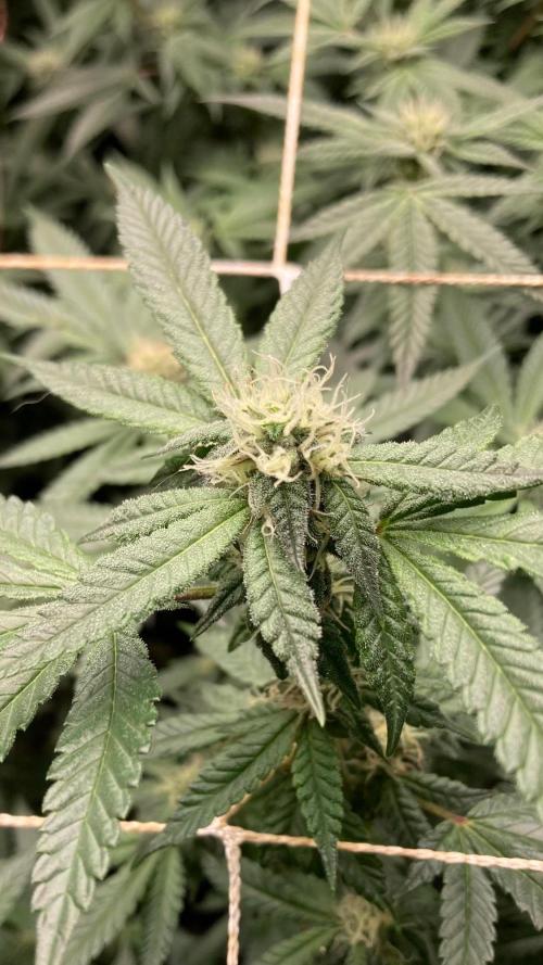 Do-lato V2 (In House Genetics). Week 22