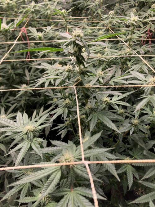 Do-lato V2 (In House Genetics). Week 22