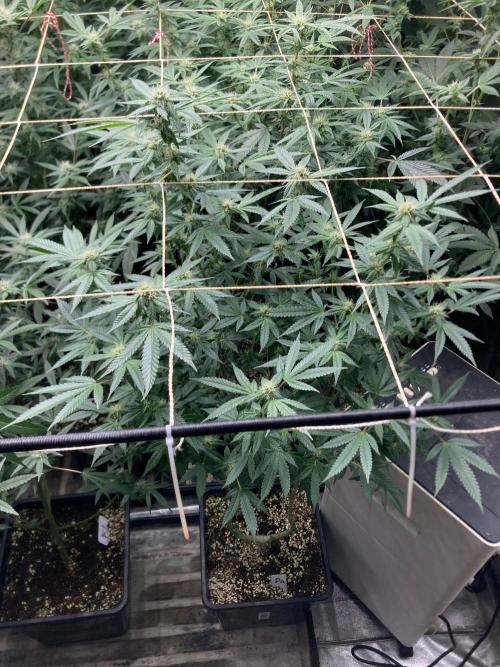 Do-lato V2 (In House Genetics). Week 22