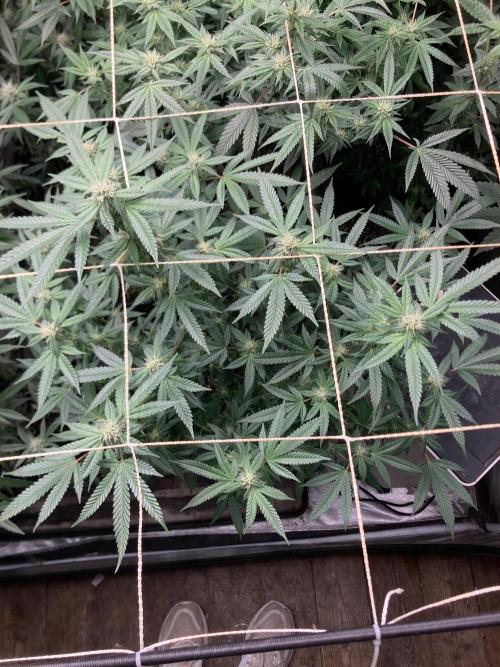 Do-lato V2 (In House Genetics). Week 22