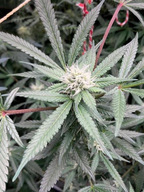 Blackcherry Punch Clones (In House Gen). Week 5