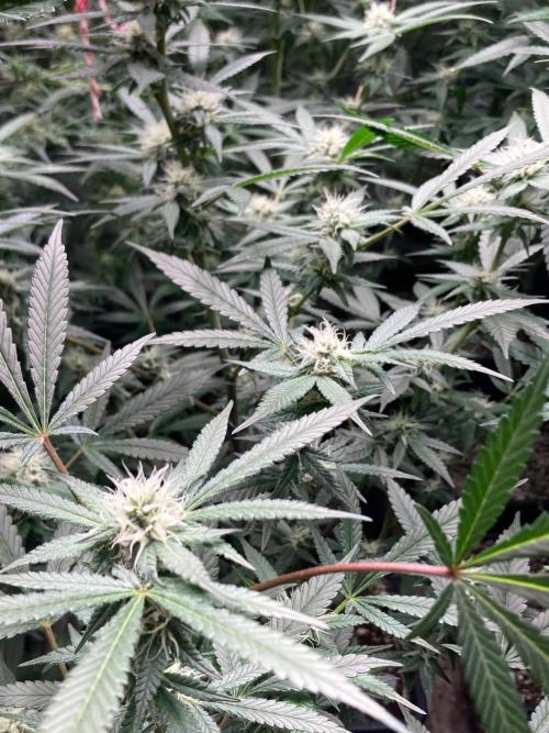 Blackcherry Punch Clones (In House Gen). Week 5