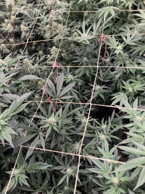 Blackcherry Punch Clones (In House Gen). Week 5