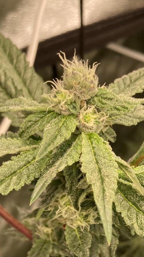 Final Chrome Dome Clone (Compound ). Week 5