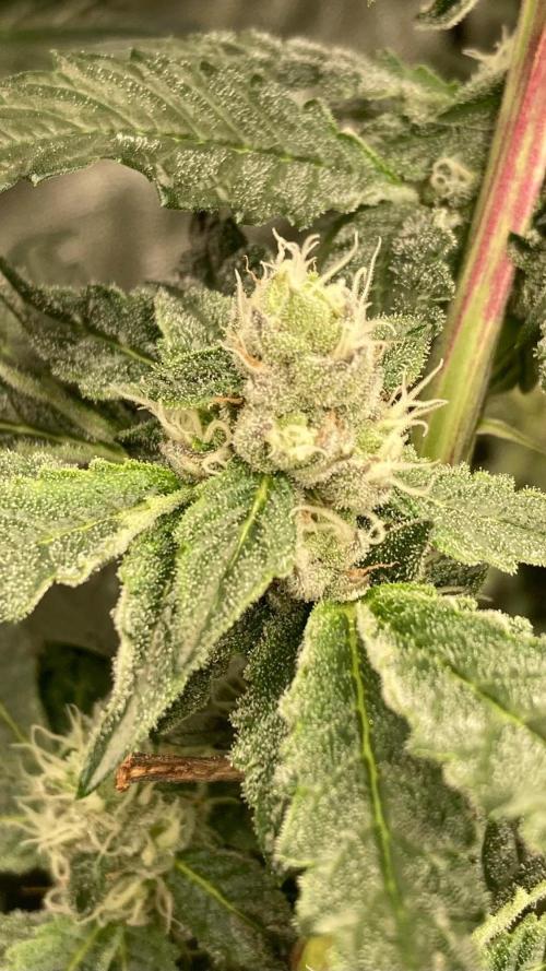 Final Chrome Dome Clone (Compound ). Week 5