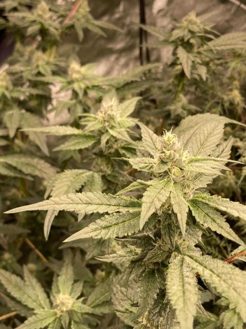 Final Chrome Dome Clone (Compound ). Week 5