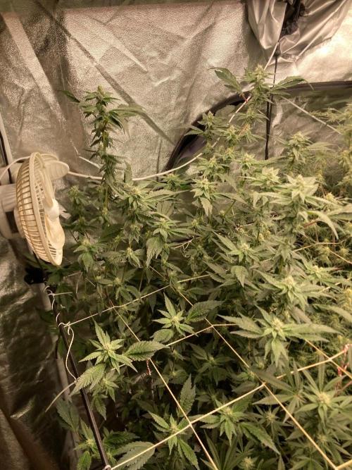 Final Chrome Dome Clone (Compound ). Week 5