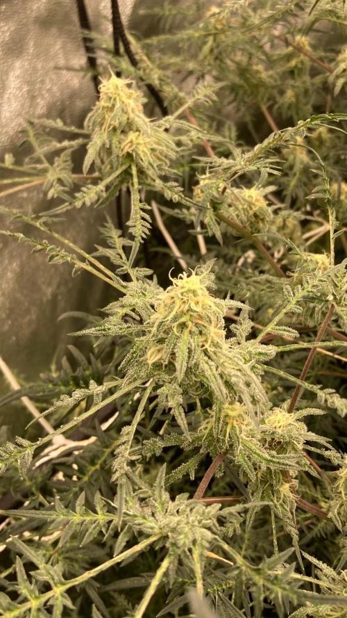 Frosty’s Purple Freak (Khalifa). Week 19