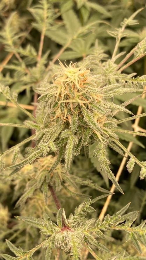 Frosty’s Purple Freak (Khalifa). Week 19