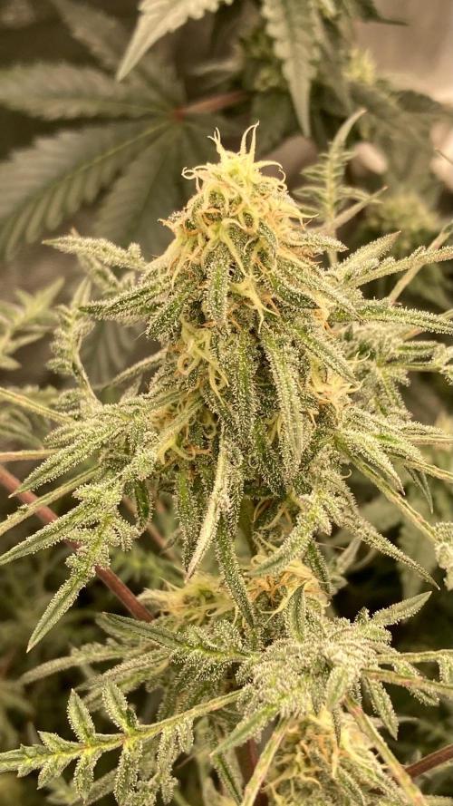 Frosty’s Purple Freak (Khalifa). Week 19
