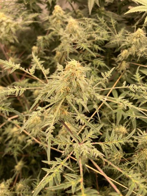Frosty’s Purple Freak (Khalifa). Week 19