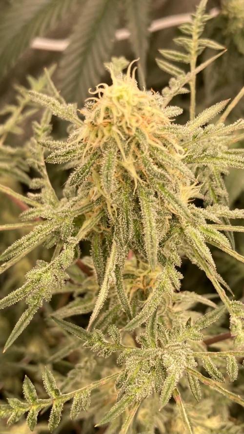 Frosty’s Purple Freak (Khalifa). Week 19