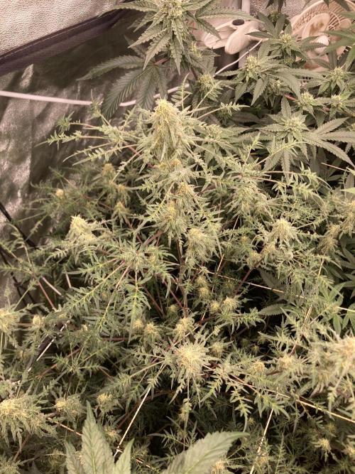 Frosty’s Purple Freak (Khalifa). Week 19