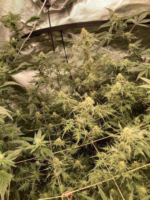 Frosty’s Purple Freak (Khalifa). Week 19