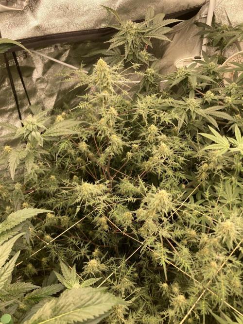 Frosty’s Purple Freak (Khalifa). Week 19