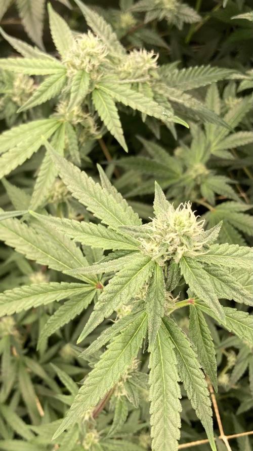 Apples & Bananas x Zoda (Umami Seed Co). Week 19