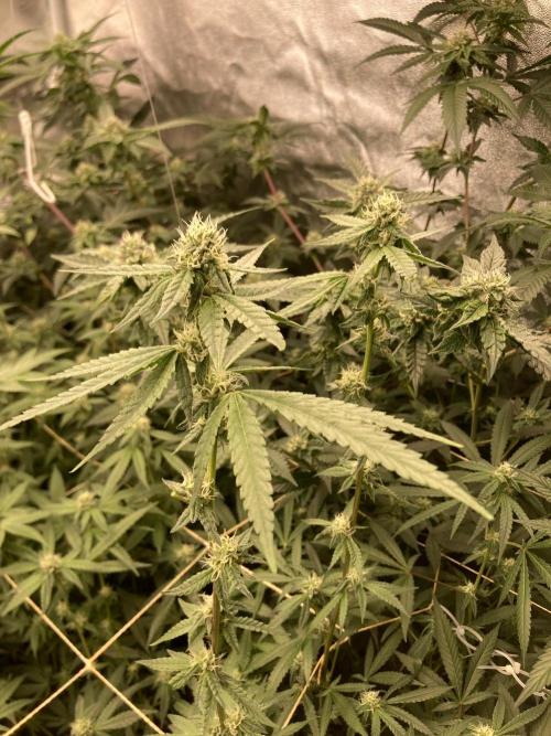 Apples & Bananas x Zoda (Umami Seed Co). Week 19