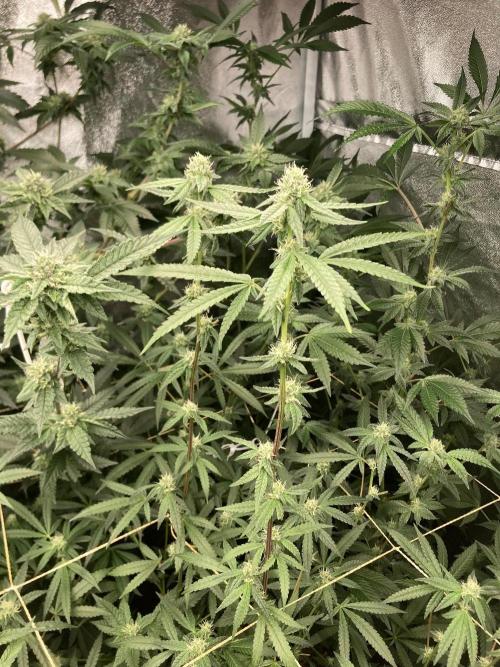 Apples & Bananas x Zoda (Umami Seed Co). Week 19
