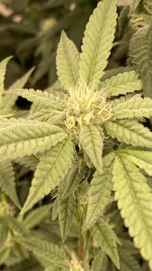Black Rainbow (LIT Farms). Week 22