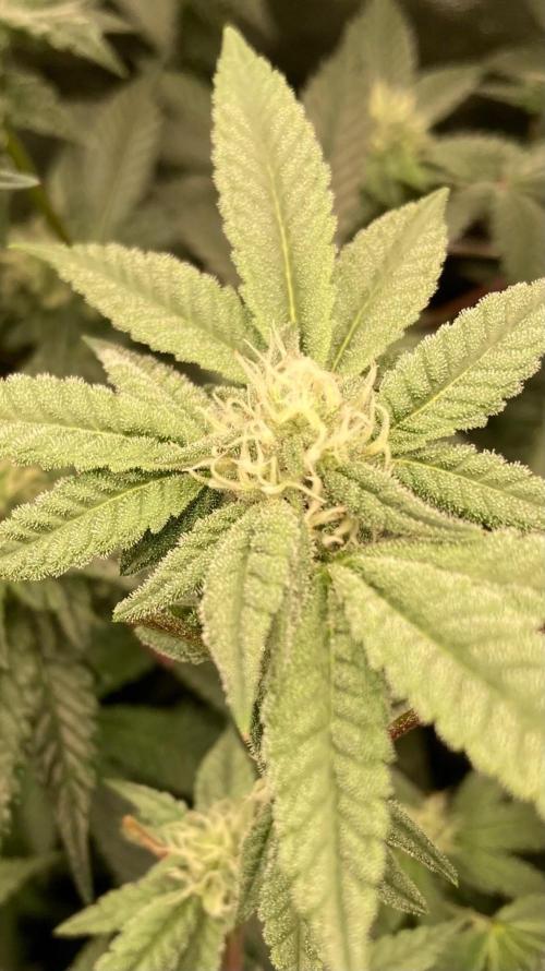 Black Rainbow (LIT Farms). Week 22