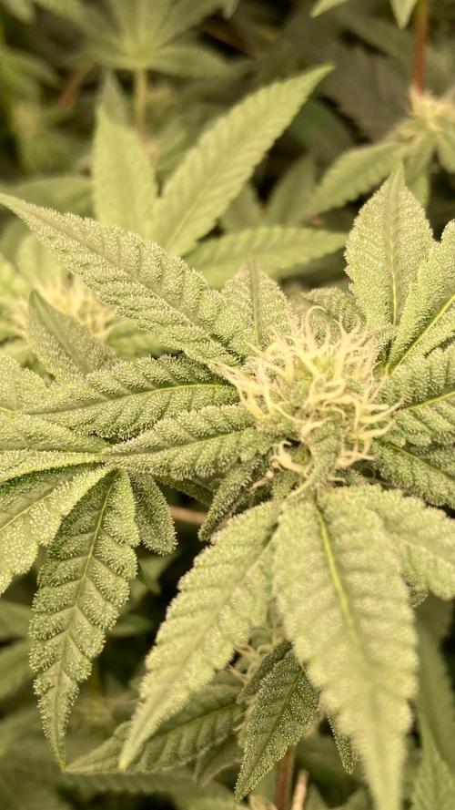 Black Rainbow (LIT Farms). Week 22