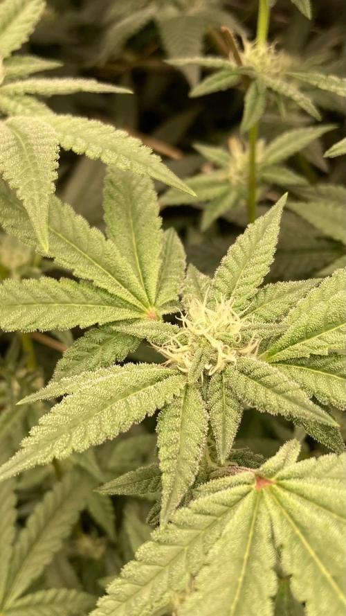 Black Rainbow (LIT Farms). Week 22