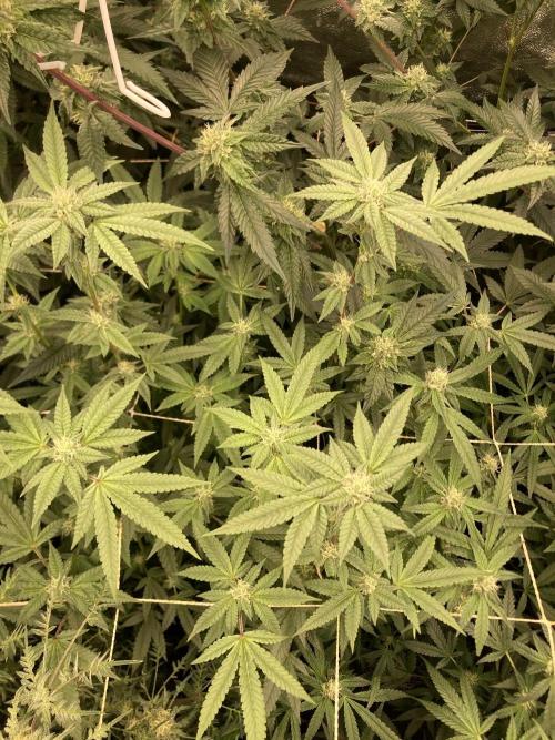 Black Rainbow (LIT Farms). Week 22